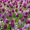 25 Bulbes De Fleurs Royal Purple En Mélange 1 25 Bulbes De Fleurs Royal Purple En Mélange -Pas Cher Jard Essy Magasin 031443 1 1706800085182