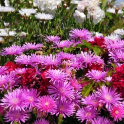 3 Ficoïdes Violettes