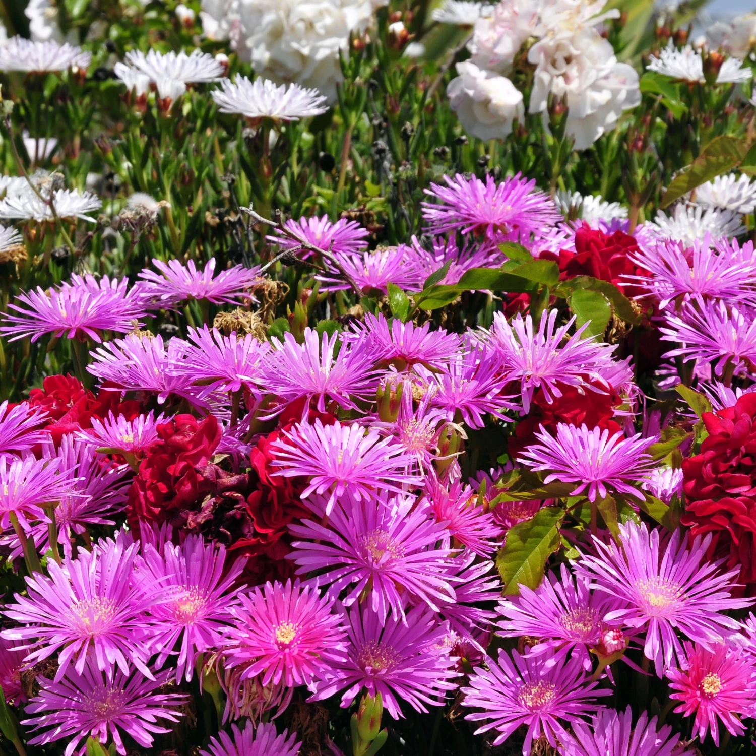 3 Ficoïdes Violettes 3 3 Ficoïdes Violettes