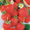 20 Fraisiers Remontants La Savoureuse De Willemse ® -Pas Cher Jard Essy Magasin 100316 1 scaled