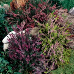 3 Bruyères D'été Rose à Feuilles Jaunes 11 3 Bruyères D'été Rose à Feuilles Jaunes -Pas Cher Jard Essy Magasin 100329 5 1700227844471