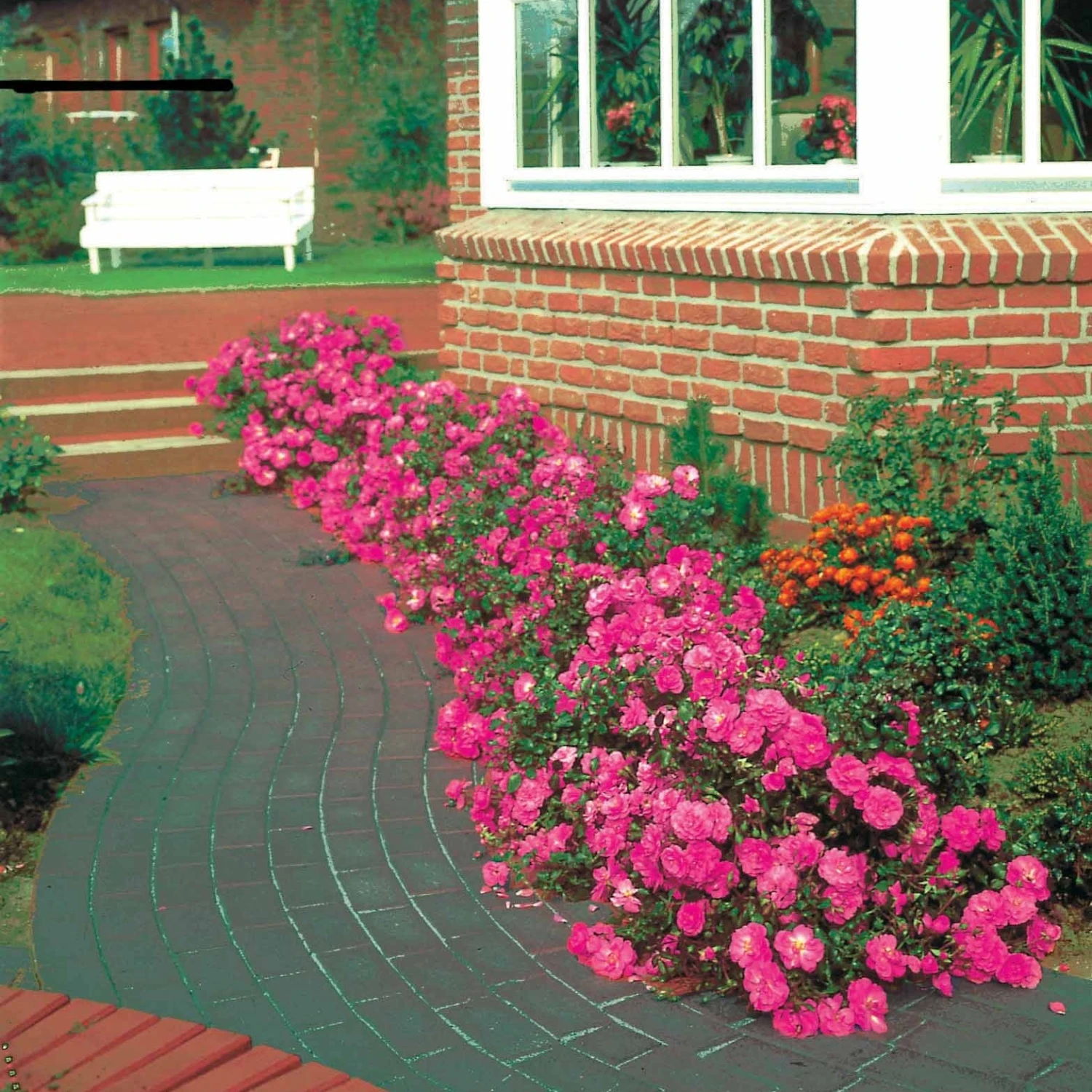 3 Rosiers Couvre-sol Mirato ® 4 3 Rosiers Couvre-sol Mirato ® – Image 2