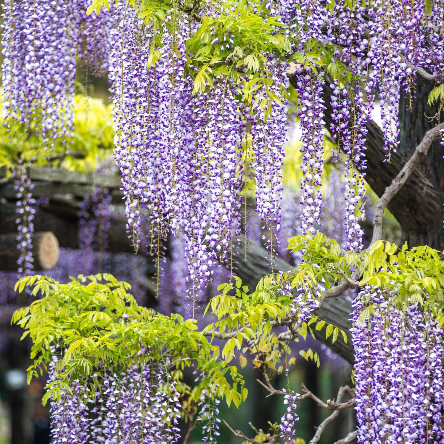 Glycine Toujours En Fleurs 8 Glycine Toujours En Fleurs – Image 6