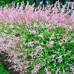 5 Saules Crevette - Haie De 3m Linéaire