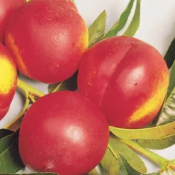 Nectarinier Nectared -Pas Cher Jard Essy Magasin 100447 2