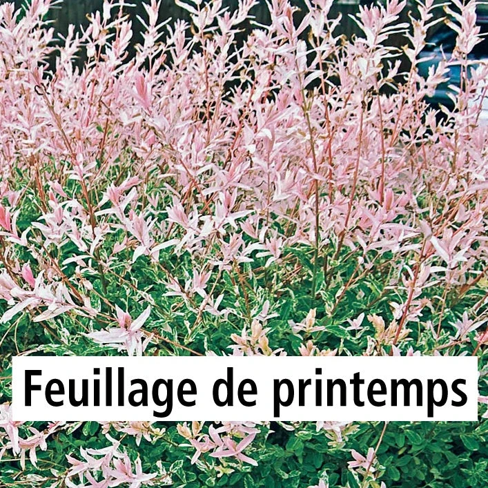 Saule Crevette Sur Tige 5 Saule Crevette Sur Tige – Image 3