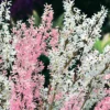 Forsythias Blanc Et Rose 2 Forsythias Blanc Et Rose -Pas Cher Jard Essy Magasin 100508 1