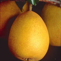 Poirier Beurré Hardy