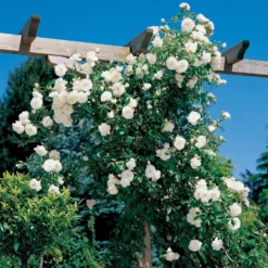 Rosier Grimpant Hella -Pas Cher Jard Essy Magasin 100605 1 1700056555953 scaled