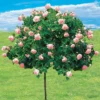 Rosier Cascade Rose Sur Tige 1 Rosier Cascade Rose Sur Tige -Pas Cher Jard Essy Magasin 100634 1 1700226340225