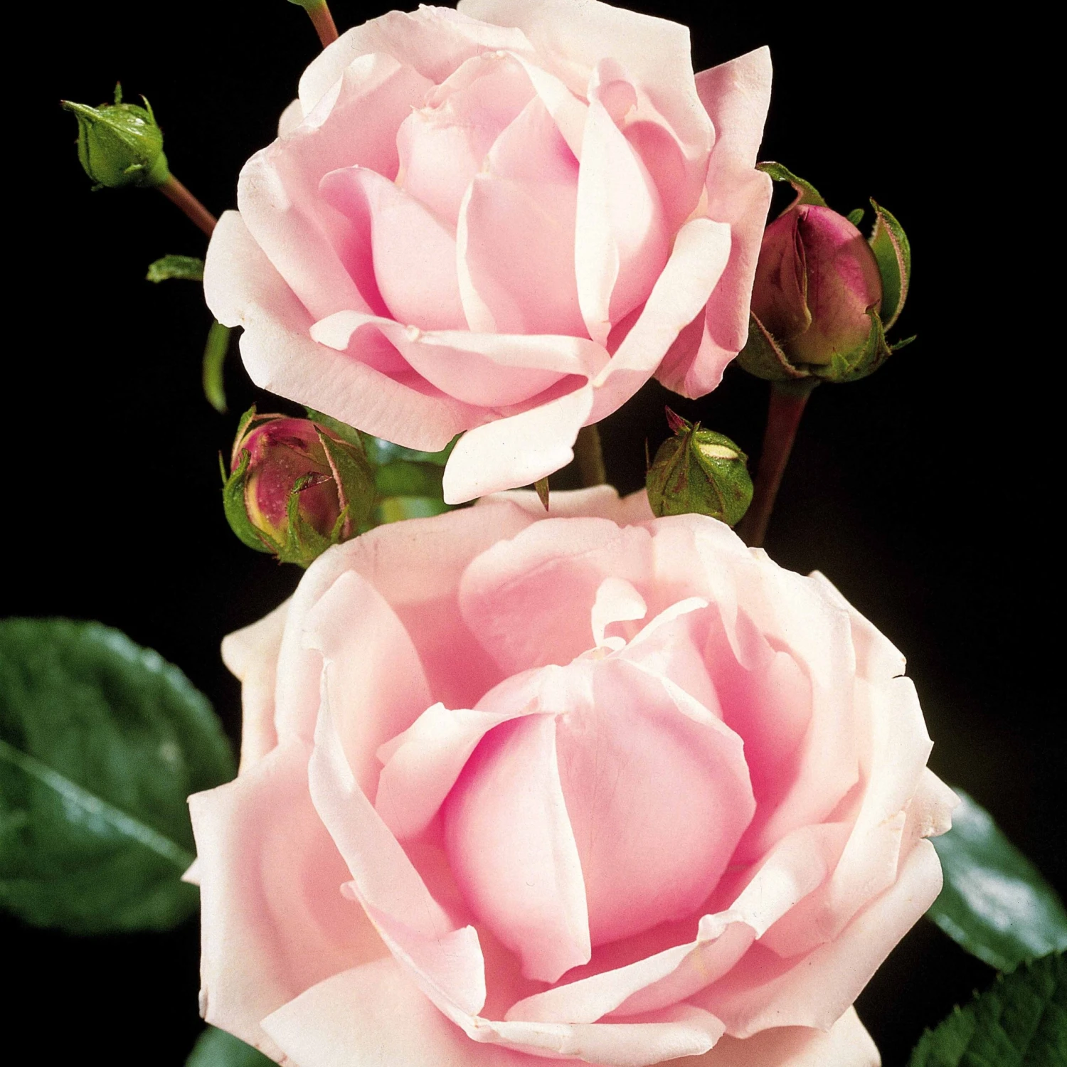 Rosier Cascade Rose Sur Tige 4 Rosier Cascade Rose Sur Tige – Image 2