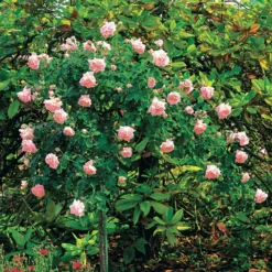 Rosier Cascade Rose Sur Tige 7 Rosier Cascade Rose Sur Tige -Pas Cher Jard Essy Magasin 100634 3 1700226343886