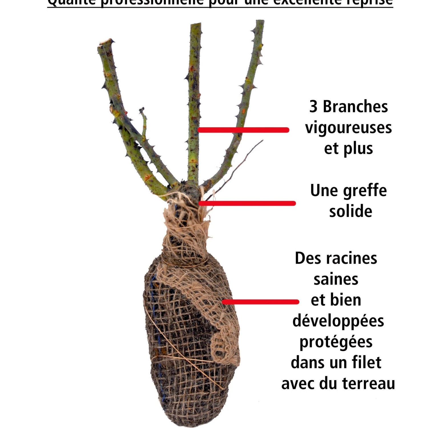 Rosier Anglais Fish Ausgreen ® 6 Rosier Anglais Fish Ausgreen ® – Image 4