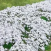 3 Phlox Mousse Blancs -Pas Cher Jard Essy Magasin 100676 1 scaled