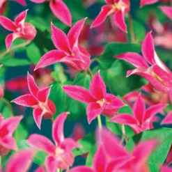 Clématite Lady Diana ®