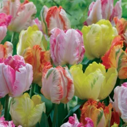 18 Tulipes Perroquets Pastel En Mélange