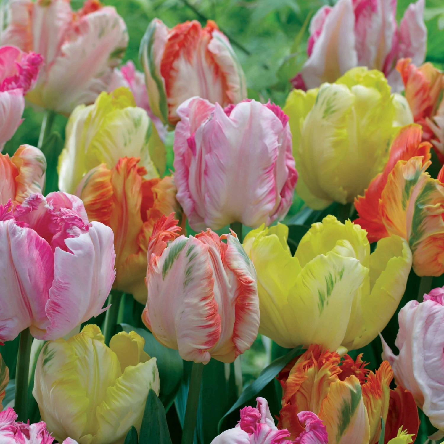 18 Tulipes Perroquets Pastel En Mélange 3 18 Tulipes Perroquets Pastel En Mélange