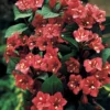 Weigelia Rouge Sur Tige 2 Weigelia Rouge Sur Tige -Pas Cher Jard Essy Magasin 100968 2 scaled