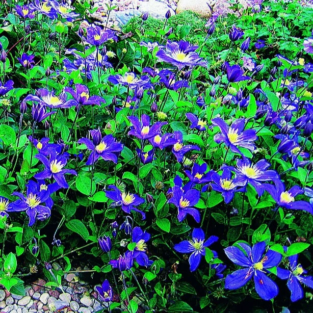 Clématite Couvre Sol Arabella 4 Clématite Couvre Sol Arabella – Image 2