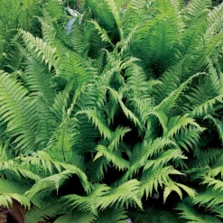 2 Fougères Plume D'autruche -Pas Cher Jard Essy Magasin 101084 1 1700129188787 scaled