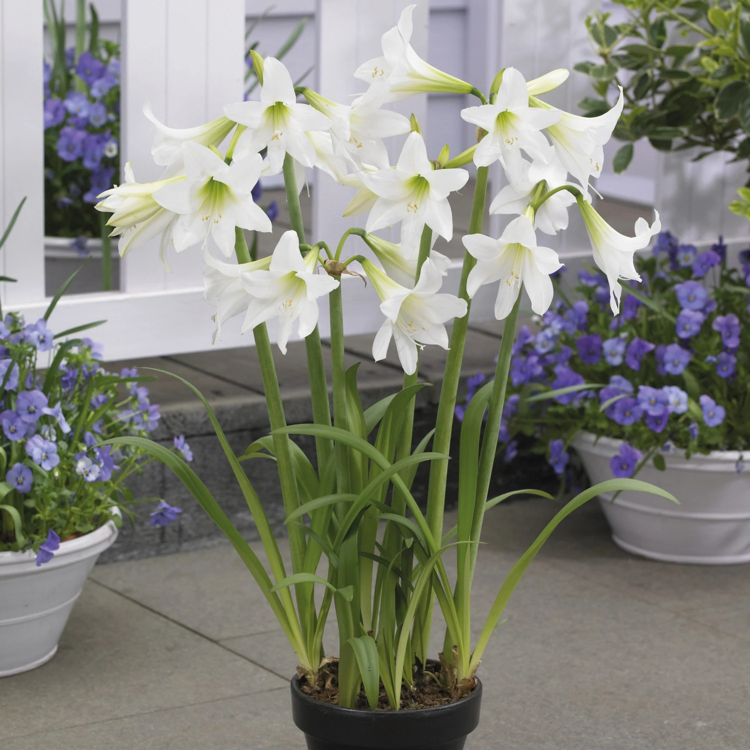 3 Amaryllis De Jardin Sonatini Blanc 3 3 Amaryllis De Jardin Sonatini Blanc