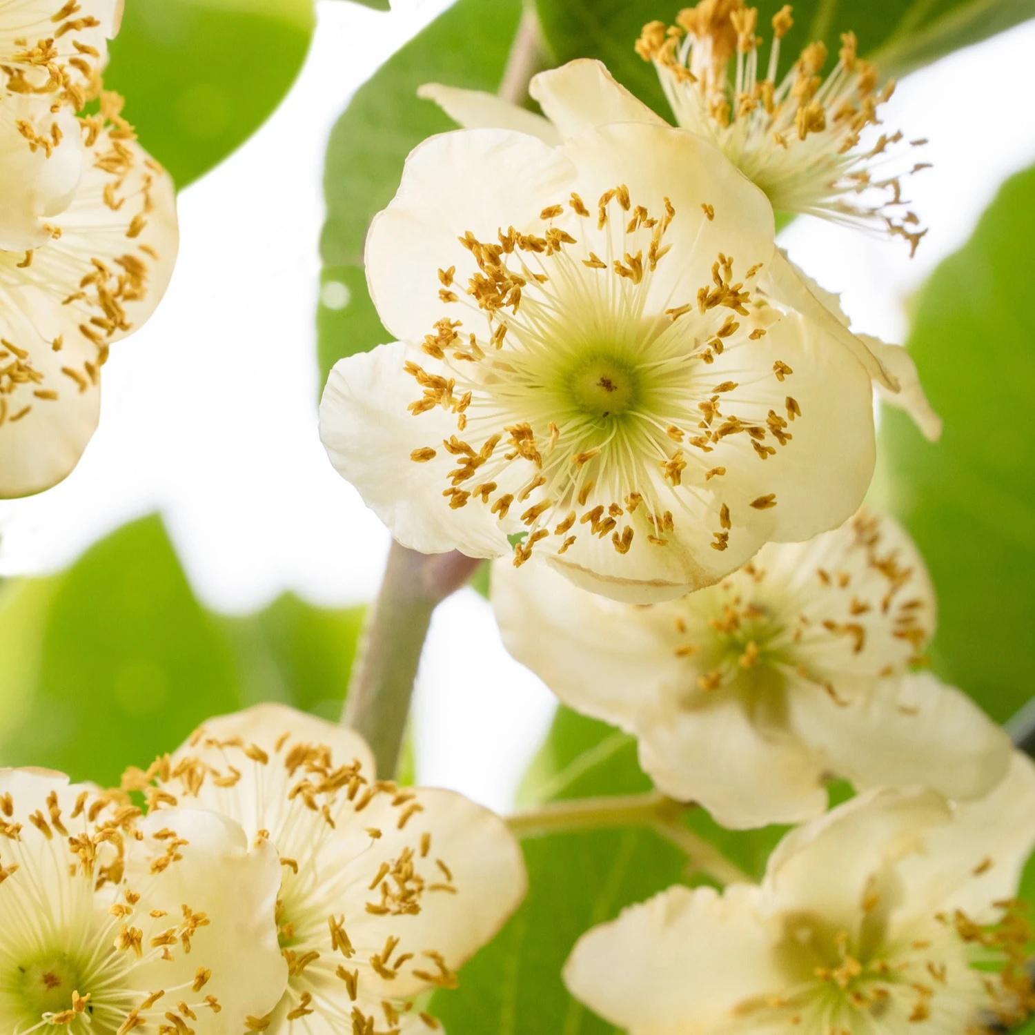 Kiwi Mâle 3 Kiwi Mâle