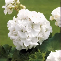 3 Vivaces Couleurs Pastel En Mélange -Pas Cher Jard Essy Magasin 103698 4