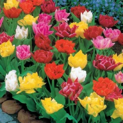 80 Tulipes Doubles Murillo En Mélange