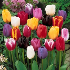Collection 3 Mois De 60 Tulipes 6 Collection 3 Mois De 60 Tulipes -Pas Cher Jard Essy Magasin 103718 4 1699628447656