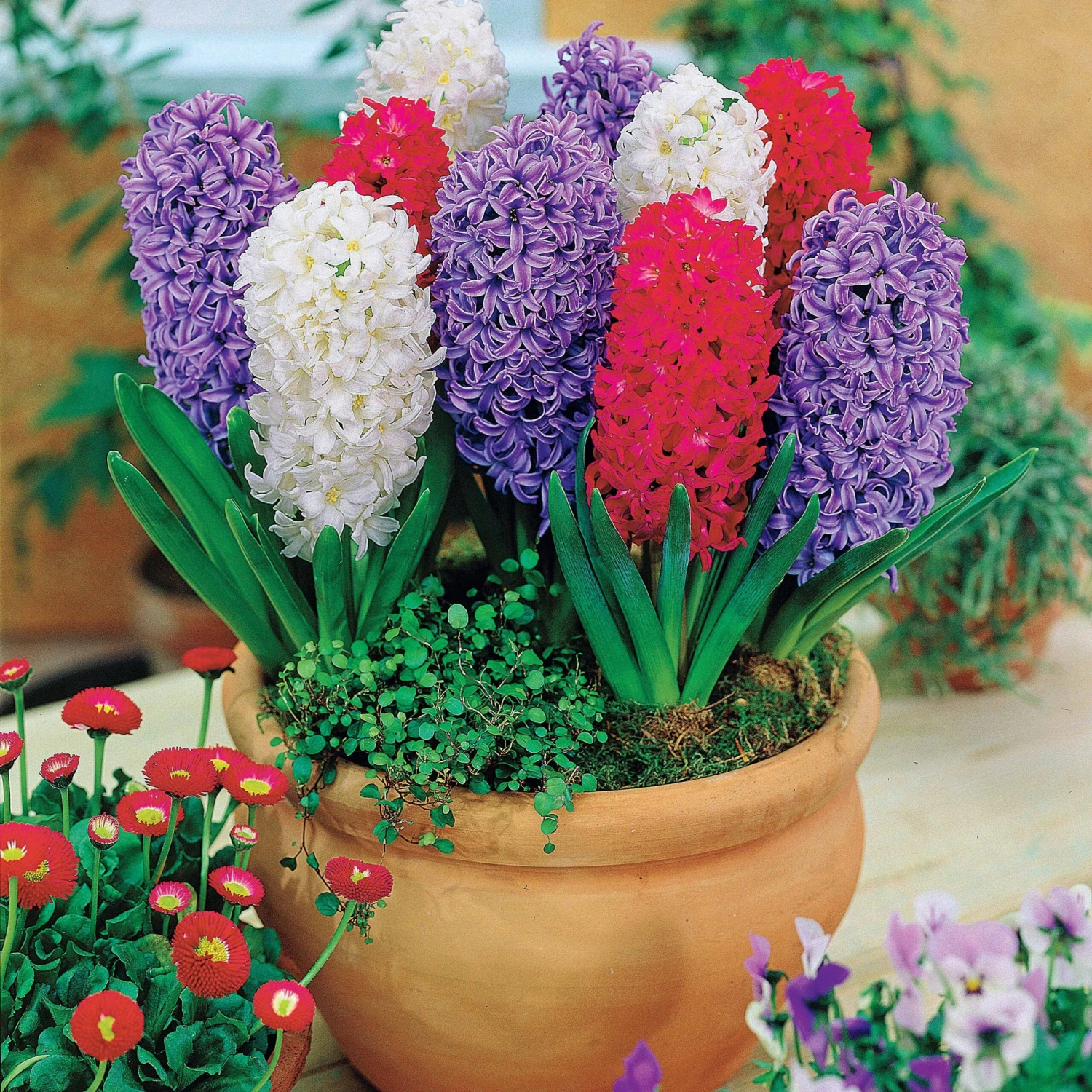 Collection De 9 Jacinthes : Ostara, Jan Bos, Carnegie 3 Collection De 9 Jacinthes : Ostara, Jan Bos, Carnegie