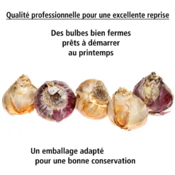 Collection De 9 Jacinthes : Ostara, Jan Bos, Carnegie 11 Collection De 9 Jacinthes : Ostara, Jan Bos, Carnegie -Pas Cher Jard Essy Magasin 103726 5