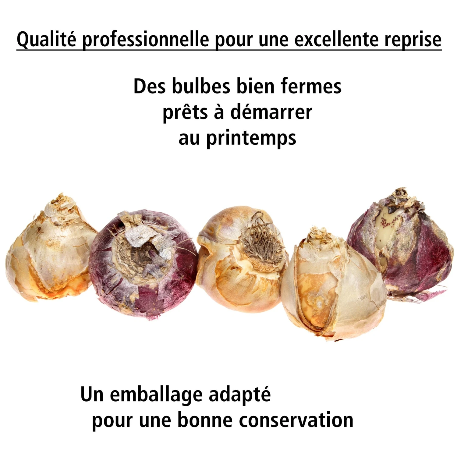 Collection De 9 Jacinthes : Ostara, Jan Bos, Carnegie 7 Collection De 9 Jacinthes : Ostara, Jan Bos, Carnegie – Image 5