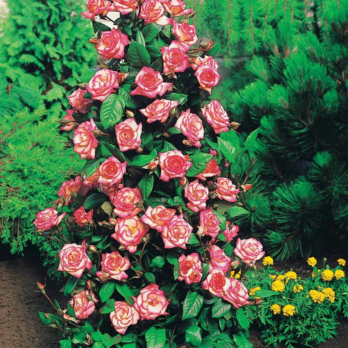 Collection De 4 Rosiers Arbustes : Shalom, Korbin, Westerland, Handel 4 Collection De 4 Rosiers Arbustes : Shalom, Korbin, Westerland, Handel – Image 2