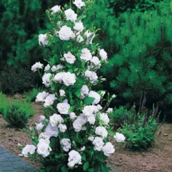 Collection De 4 Rosiers Arbustes : Shalom, Korbin, Westerland, Handel 12 Collection De 4 Rosiers Arbustes : Shalom, Korbin, Westerland, Handel -Pas Cher Jard Essy Magasin 103797 4