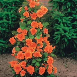 Collection De 4 Rosiers Arbustes : Shalom, Korbin, Westerland, Handel 10 Collection De 4 Rosiers Arbustes : Shalom, Korbin, Westerland, Handel -Pas Cher Jard Essy Magasin 103797 5