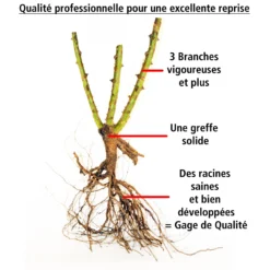 Collection De 4 Rosiers Arbustes : Shalom, Korbin, Westerland, Handel 13 Collection De 4 Rosiers Arbustes : Shalom, Korbin, Westerland, Handel -Pas Cher Jard Essy Magasin 103797 6 scaled