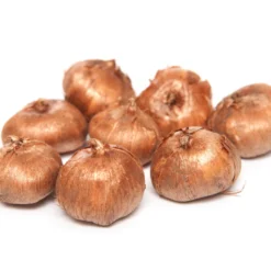 60 Crocus Blanc Violet, Jaune, Blanc, Violet En Mélange 13 60 Crocus Blanc Violet, Jaune, Blanc, Violet En Mélange -Pas Cher Jard Essy Magasin 103847 5