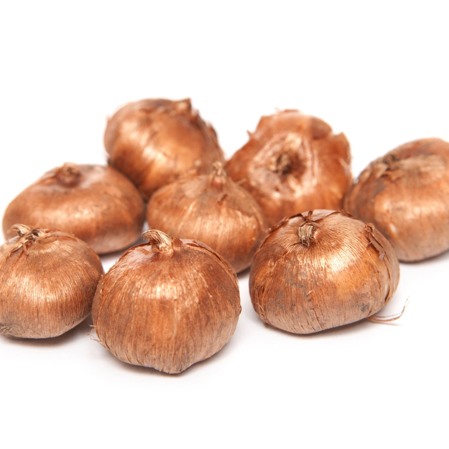 60 Crocus Blanc Violet, Jaune, Blanc, Violet En Mélange 8 60 Crocus Blanc Violet, Jaune, Blanc, Violet En Mélange – Image 6