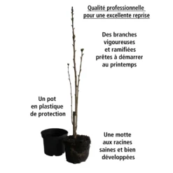 Collection De 3 Lilas Des Indes : Rouge, Violet, Blanc 13 Collection De 3 Lilas Des Indes : Rouge, Violet, Blanc -Pas Cher Jard Essy Magasin 103900 2