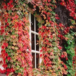 Collection De 3 Grimpantes : Chèvrefeuille, Clématite, Vigne Vierge 9 Collection De 3 Grimpantes : Chèvrefeuille, Clématite, Vigne Vierge -Pas Cher Jard Essy Magasin 103917 3 1704898577017