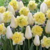 20 Tulipes Françoise Et Narcisses Sweet Pomponette En Mélange -Pas Cher Jard Essy Magasin 104009 1 scaled