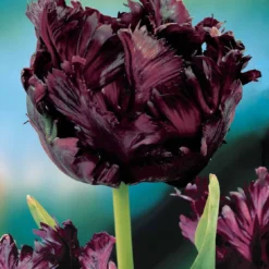 Collection De 24 Tulipes Perroquet : Princesse Irene, Black Parrot, Apric 10 Collection De 24 Tulipes Perroquet : Princesse Irene, Black Parrot, Apric -Pas Cher Jard Essy Magasin 104010 3
