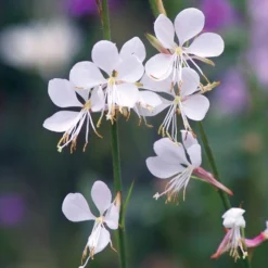 Collection De 7 Plantes Vivaces à Feuillages Originaux -Pas Cher Jard Essy Magasin 104022 8 1705415597376 scaled