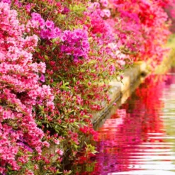 Collection De 3 Azalées Du Japon -Pas Cher Jard Essy Magasin 104049 3 1700063413987