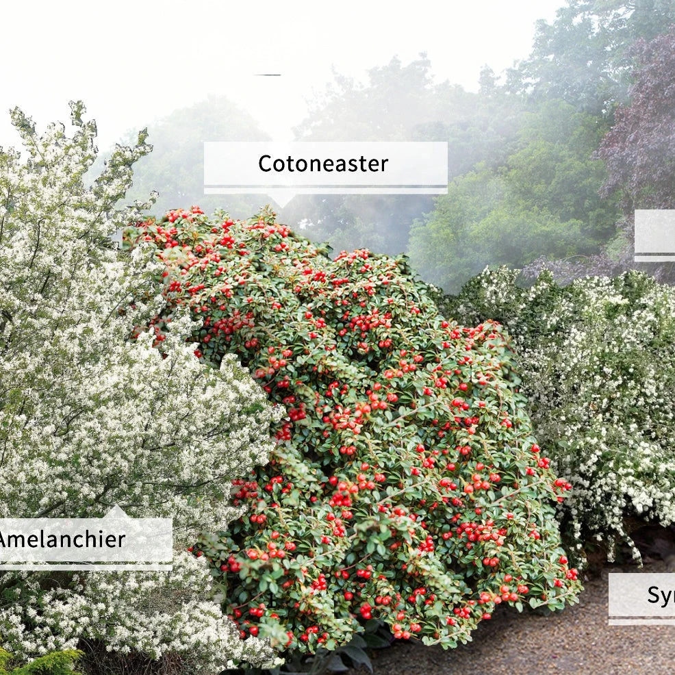 Collection Haie Aux Oiseaux 3 Collection Haie Aux Oiseaux