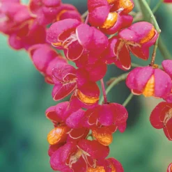 Collection Haie Aux Oiseaux 10 Collection Haie Aux Oiseaux -Pas Cher Jard Essy Magasin 104606 3