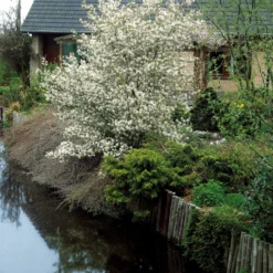 Collection Haie Aux Oiseaux 11 Collection Haie Aux Oiseaux -Pas Cher Jard Essy Magasin 104606 4 scaled