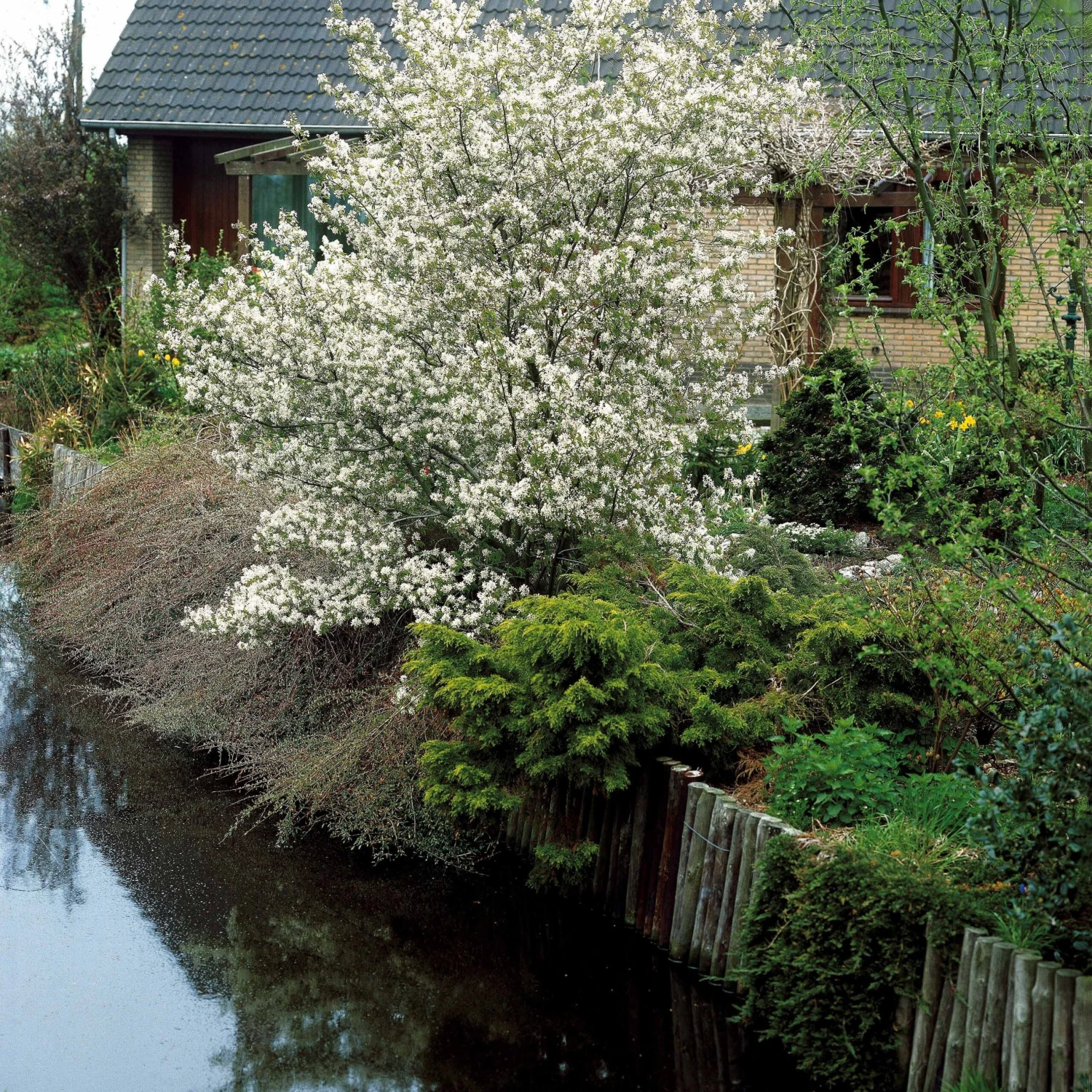 Collection Haie Aux Oiseaux 6 Collection Haie Aux Oiseaux – Image 4