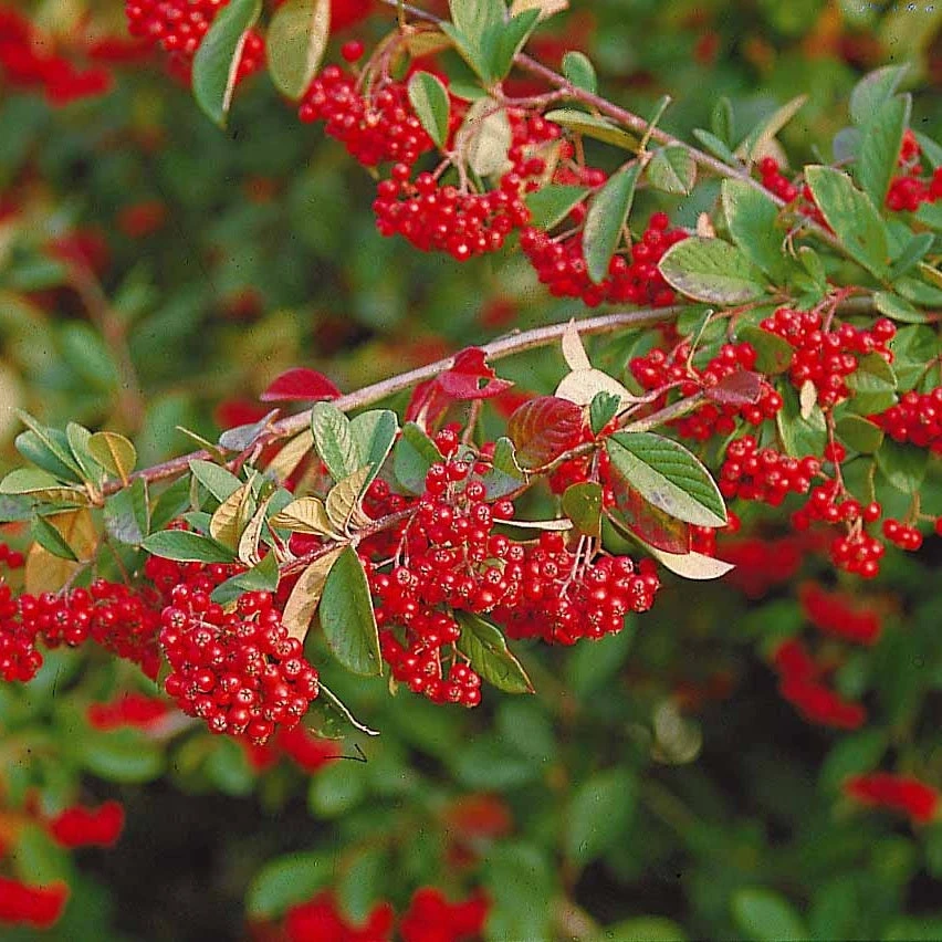 Collection Haie Aux Oiseaux 8 Collection Haie Aux Oiseaux – Image 6