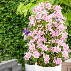 Collection De 3 Grimpantes : Chèvrefeuille, Clématite, Vigne Vierge 8 Collection De 3 Grimpantes : Chèvrefeuille, Clématite, Vigne Vierge -Pas Cher Jard Essy Magasin 12152 00 BAKIE 5173e1a0 aeb7 43b4 aa32 9af48e683088 1704898652474